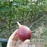 布兰瑞克无花果苗等