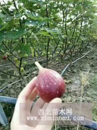 布兰瑞克无花果苗等