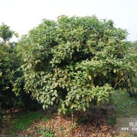 桂花价格信息 大量供应桂花