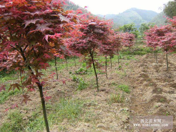 红枫基地价格调整