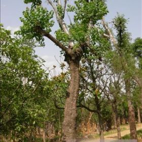 乌桕产地报价咨询 乌桕装车价格