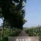 欒樹價(jià)格 欒樹基地 欒樹價(jià)格信息 價(jià)格便宜 歡迎搶購(gòu)