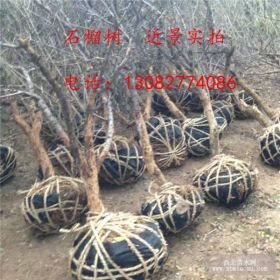 哪里卖石榴树苗,出售石榴苗基地,1公分石榴树多少钱