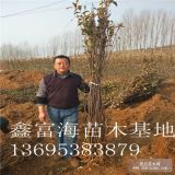 鲁丽苹果苗多少钱一颗 1公分鲁丽苹果苗价格