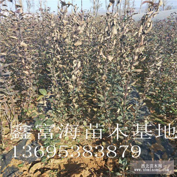 鲁丽苹果苗