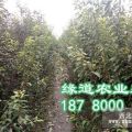 李子苗培育基地，李子苗價格多少錢一株