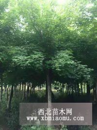 五角枫价格，五角枫价格报价，山东绿源苗木基地