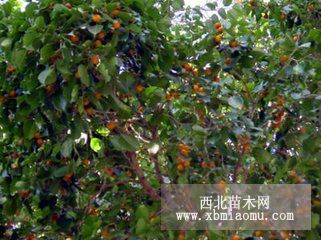 山东无花果树苗基地 金傲芬无花果品种 波姬红无花果 青皮无花