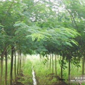 合欢基地12公分合欢价格公布