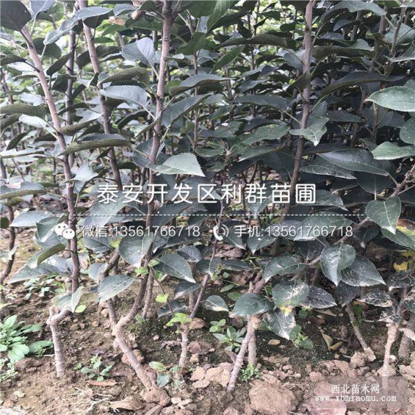 山东苹果苗