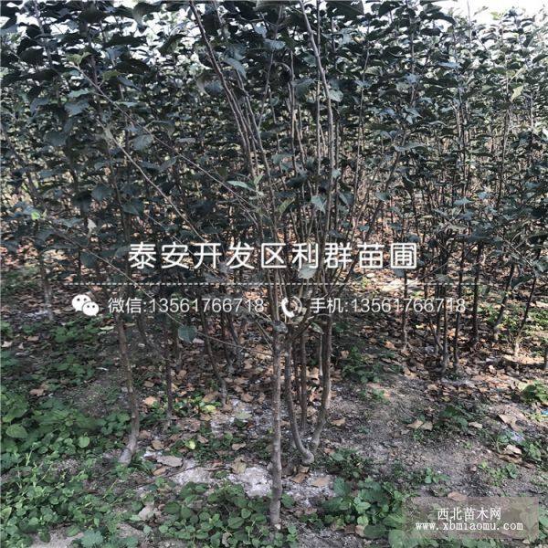 鲁丽苹果苗