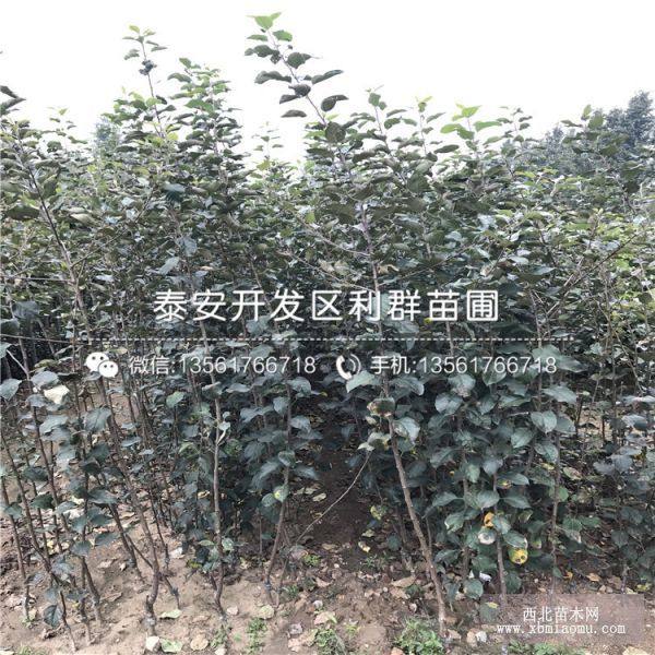 华玉苹果树苗