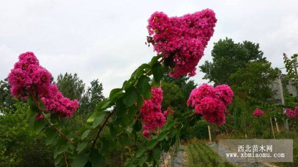 襄陽(yáng)紫薇