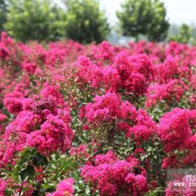 黄冈、鄂州、荆门、孝感、荆州的紫叶紫薇介绍