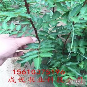 大红袍花椒苗批发,花椒苗批发基地,怎么卖花椒苗