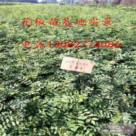 哪里卖花椒苗,花椒苗批发基地,怎么卖花椒苗