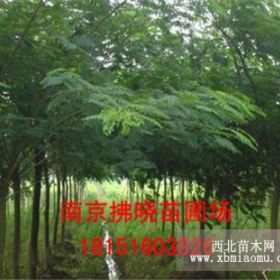 定植苗栾树12公分价格介绍