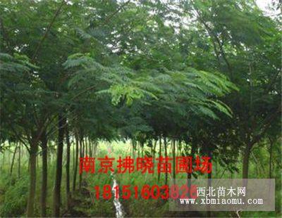 定植苗栾树12公分价