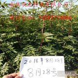 哪里卖花椒苗,山东哪里有花椒苗,2018年花椒苗新价格