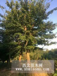 专业种植五角枫 五角枫成活率高 品质优良 规格齐全 树形优美