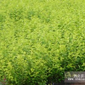 青州西府海棠青州玉蘭青州金葉女貞青州小花薔薇基地