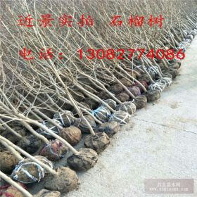 泰山红石榴苗批发,出售石榴苗基地,1公分石榴苗多少钱