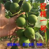 供應(yīng)江蘇薄皮早產(chǎn)核桃樹苗，當(dāng)年見果核桃苗！核桃苗價(jià)格