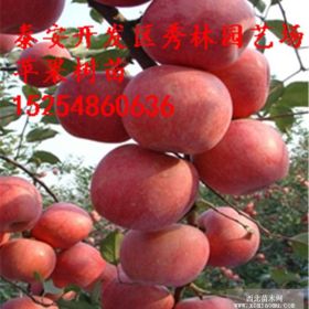 口感脆甜的紅肉蘋(píng)果樹(shù)苗哪里有賣(mài)