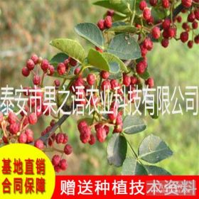 花椒树新品种 2017花椒苗价格 花椒苗种植方法