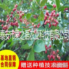 大红袍花椒苗哪里有卖的 山东花椒苗基地 花椒苗行情