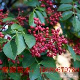 高度0.3-1公分大紅袍花椒樹 產(chǎn)量高易成活花椒苗