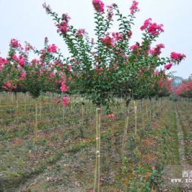 仁懷紫薇基地的叢生、大紅、天鵝絨、紅葉紫薇介紹