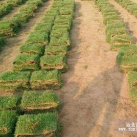 湖北马尼拉草皮,湖北马尼拉草坪,湖北草皮价格优惠