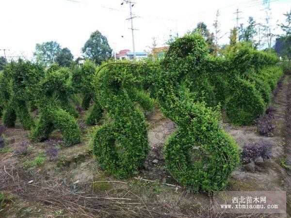 植物绿雕造型