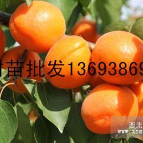 南陽李子樹苗批發(fā) 李子樹苗 杏樹苗 杏樹苗批發(fā) 桃樹苗