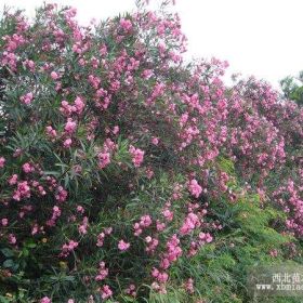 夹竹桃价格_报价_基地_图片