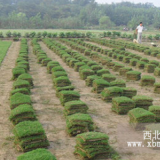 廣州馬尼拉草皮,廣州馬尼拉草坪,廣州草皮價格優(yōu)惠