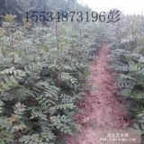 《山西花椒苗价格》《大红袍花椒苗价格》