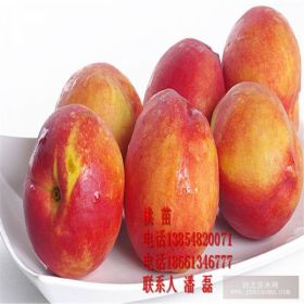 中油20號(hào)油桃苗、中油20號(hào)油桃樹(shù)苗、中油20號(hào)油桃苗價(jià)格