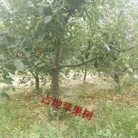 6公分苹果树价格*6公分占地苹果树价格 占地果树哪里有卖？