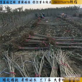 砂蜜豆樱桃树苗简介 吉塞拉砂蜜豆樱桃树苗报价