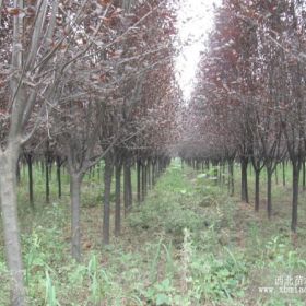 红叶李基地_报价_价格_图片