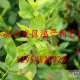 蓝莓树苗供应 山东蓝莓苗价格