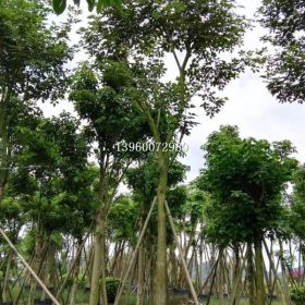 海南黃花風(fēng)鈴木基地，海南哪里有賣黃花風(fēng)鈴木