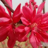 大量供應(yīng)嫣紅菊花桃，質(zhì)量保證，量大從優(yōu)！