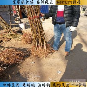 早熟黄肉36-5油蟠桃树苗介绍 推荐黄肉36-5蟠桃苗