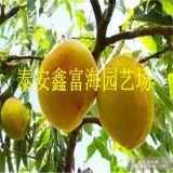 黃金密4號(hào)黃桃苗介紹