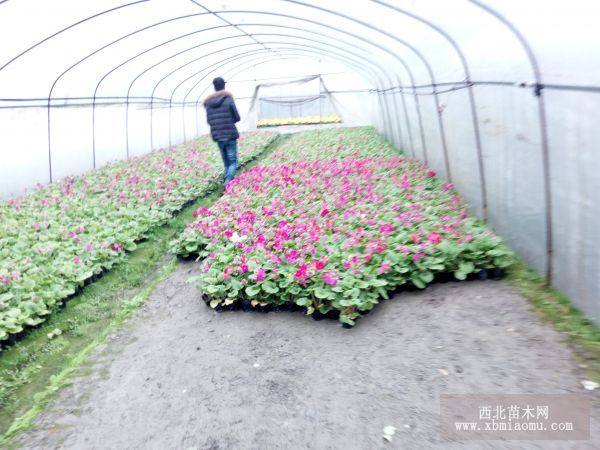 大花樱草草花基地