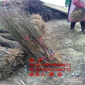 錦繡黃桃樹(shù)苗、山東錦繡黃桃樹(shù)苗、山東錦繡黃桃樹(shù)苗新品種