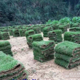 湖南郴州馬尼拉草坪_郴州玉龍草_湖南馬尼拉草價格